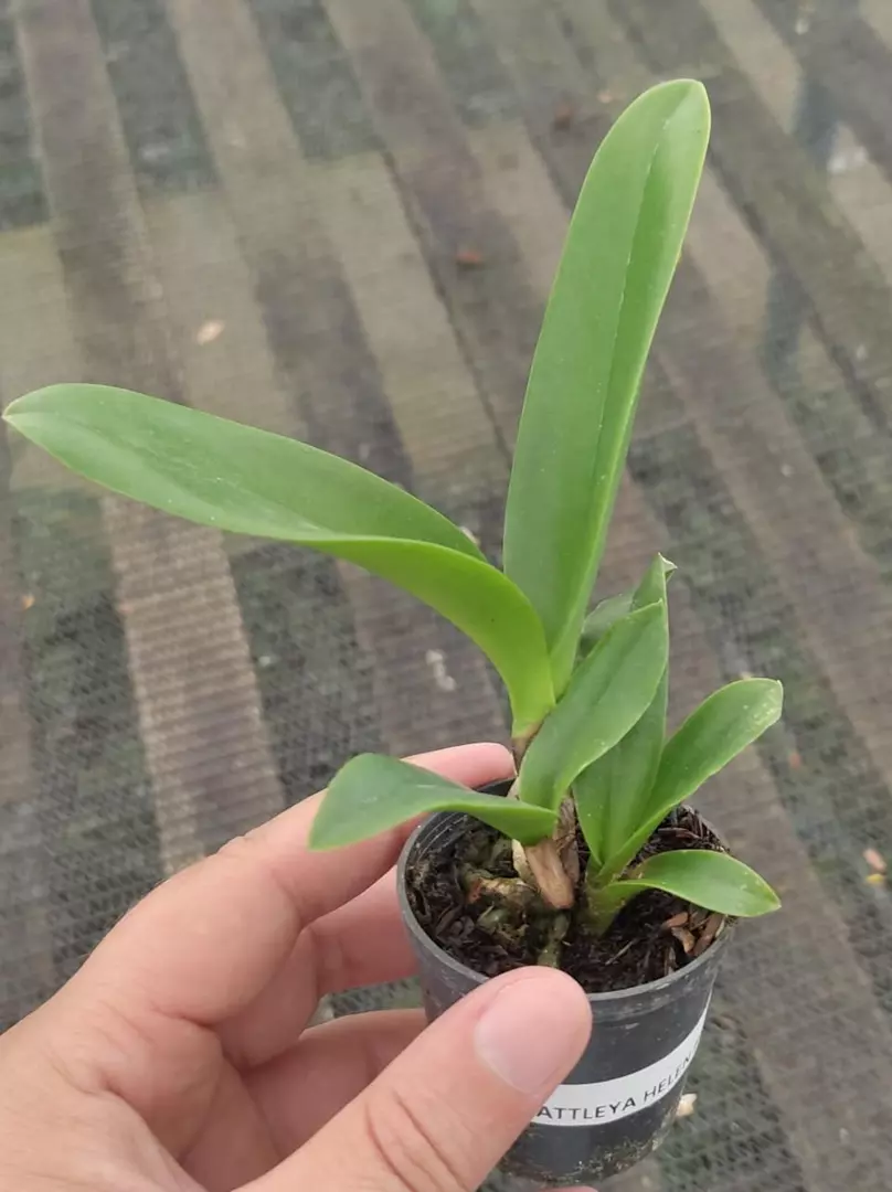 Imagem Segundaria do Produto